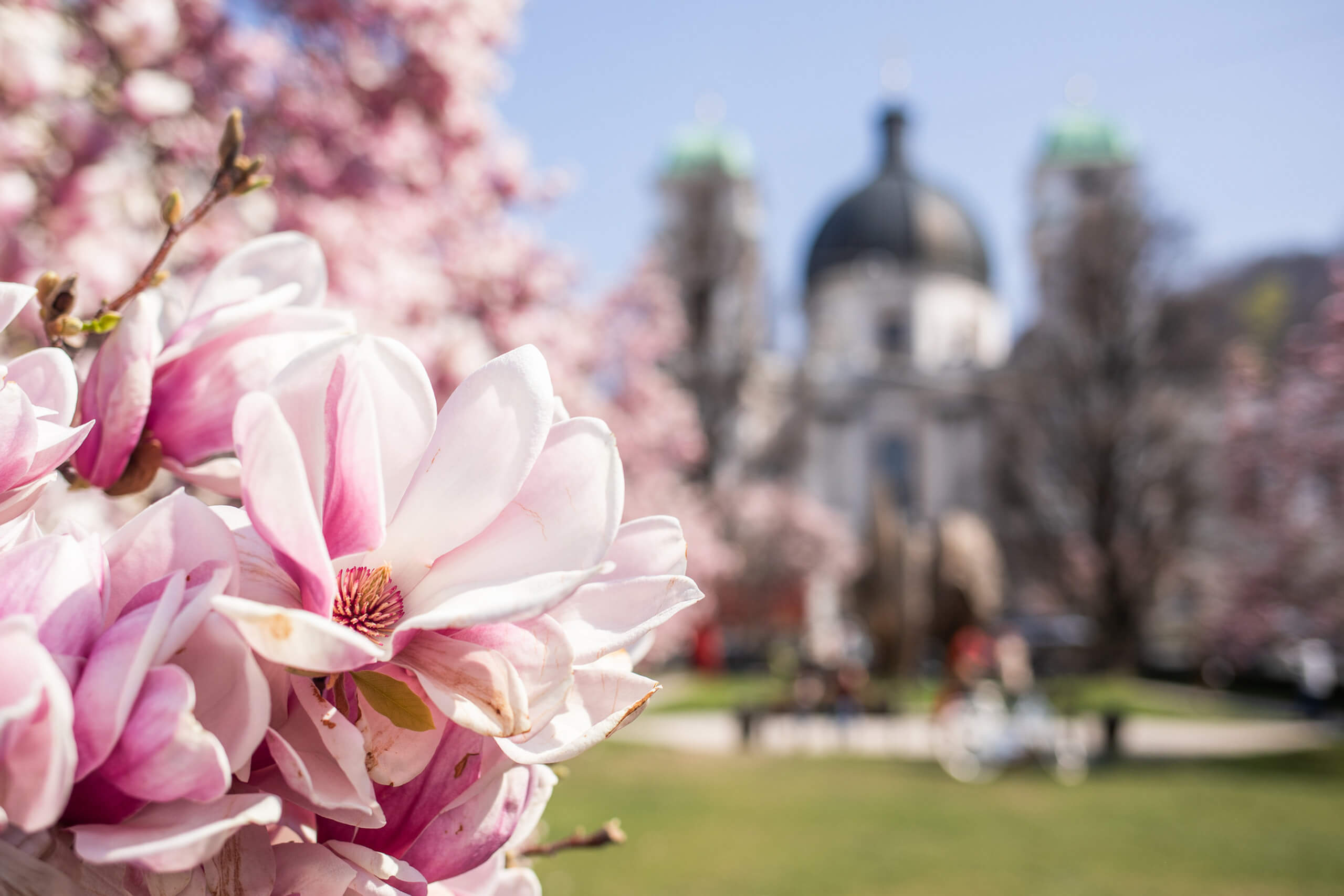 Spring magnolia blossoms in the city of Salzburg
