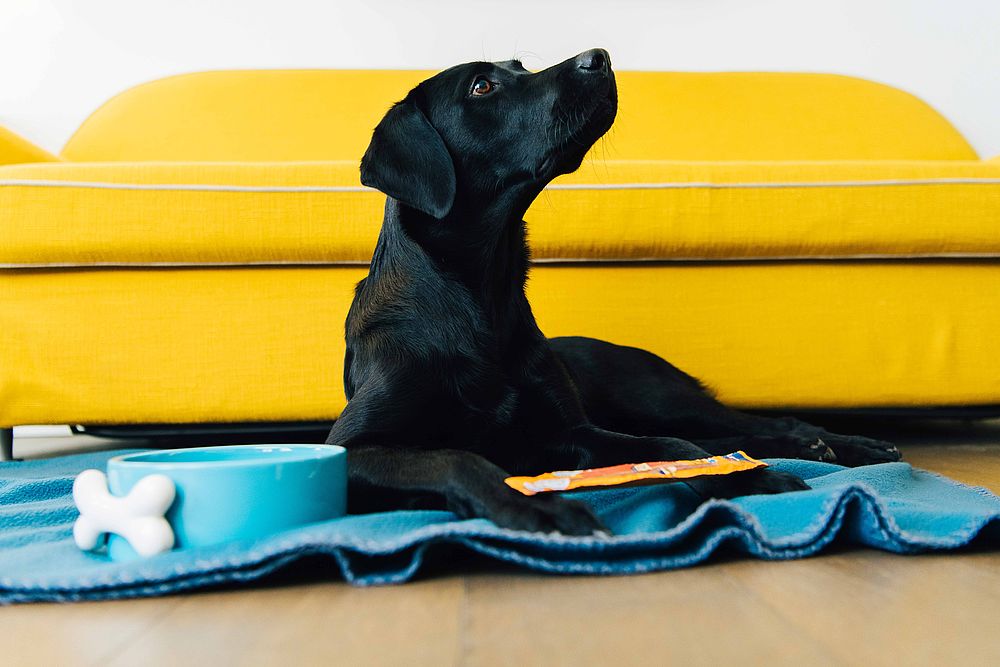 Schwarzer Labrador auf blauer Decke mit Hundeknochen im Hotel Stein in Salzburg